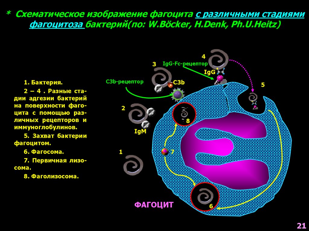 Фагоцита схематичный рисунок. Фаголизосома это кратко. FC рецепторы.