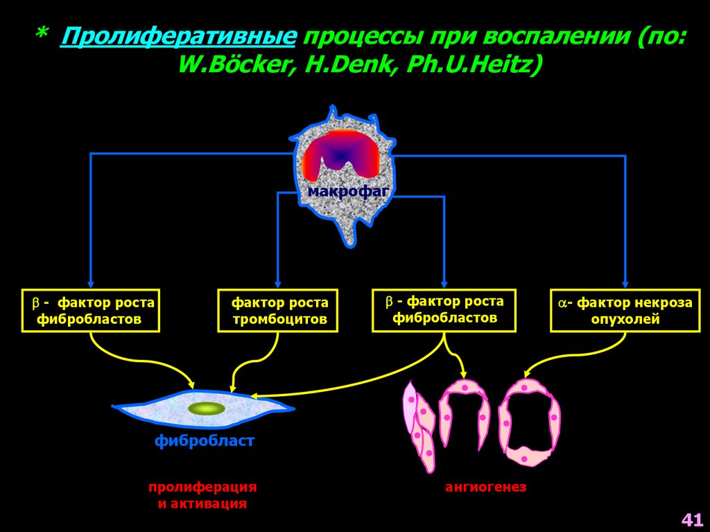 Пролиферативный. Пролиферативные процессы это. Макрофаги при воспалении. Фибробласт при воспалении. Факторы роста воспаление.