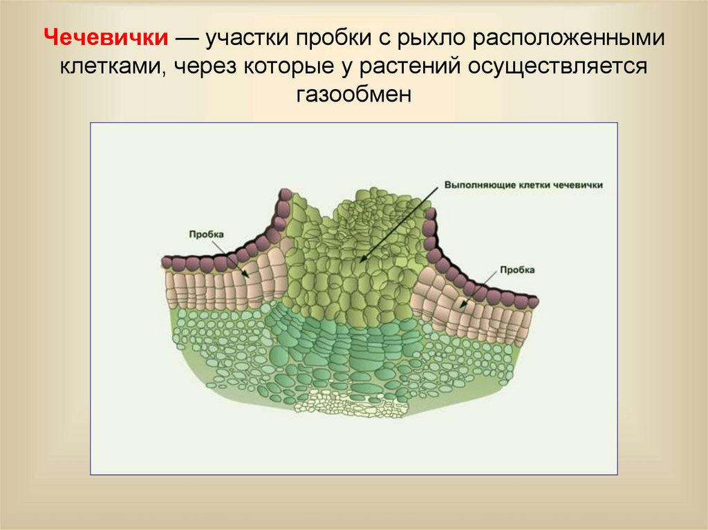 Чечевички у дерева находятся в