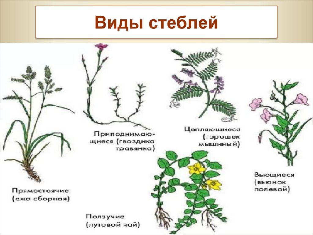 5 стеблей. Типы стеблей. Все виды стеблей. Стебель виды стеблей. Строение стебля растения.