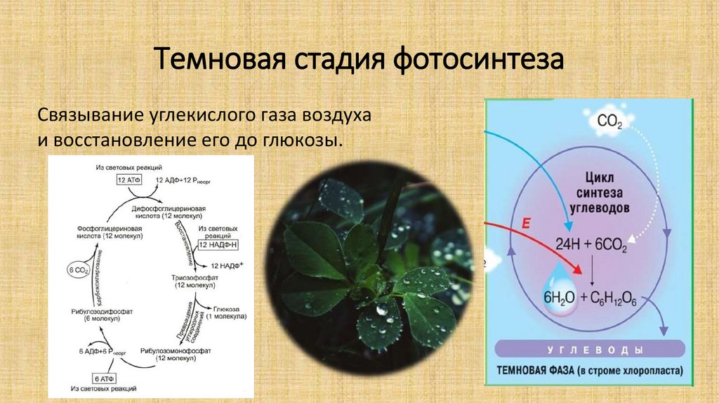 Фотосинтез протекает в 2 этапа. Фотосинтез 9 класс биология. Темновая стадия фотосинтеза. Этапы фотосинтеза. Фотосинтез углеводов.