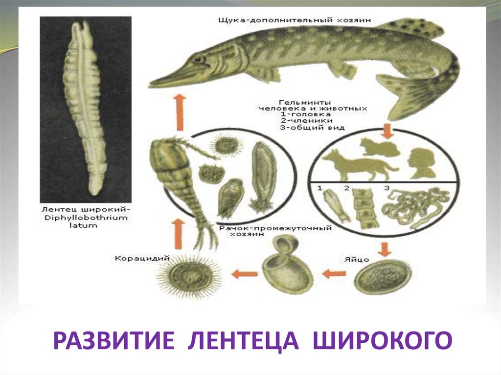 Широкий лентец промежуточный хозяин