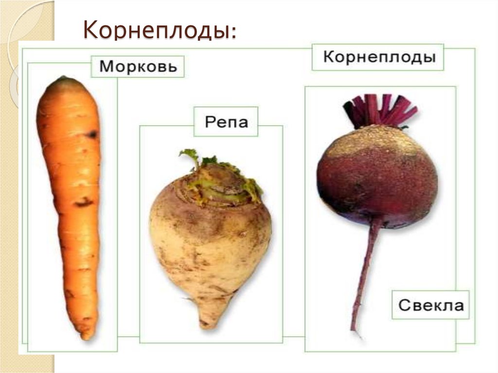 Органы корнеплода