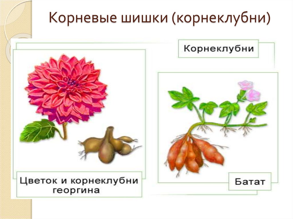 Функции корневых шишек