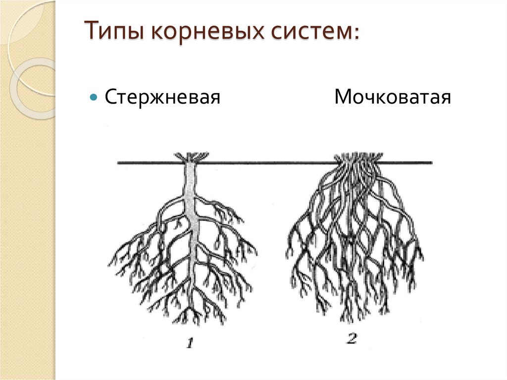 Отметьте особенности внешнего строения корня