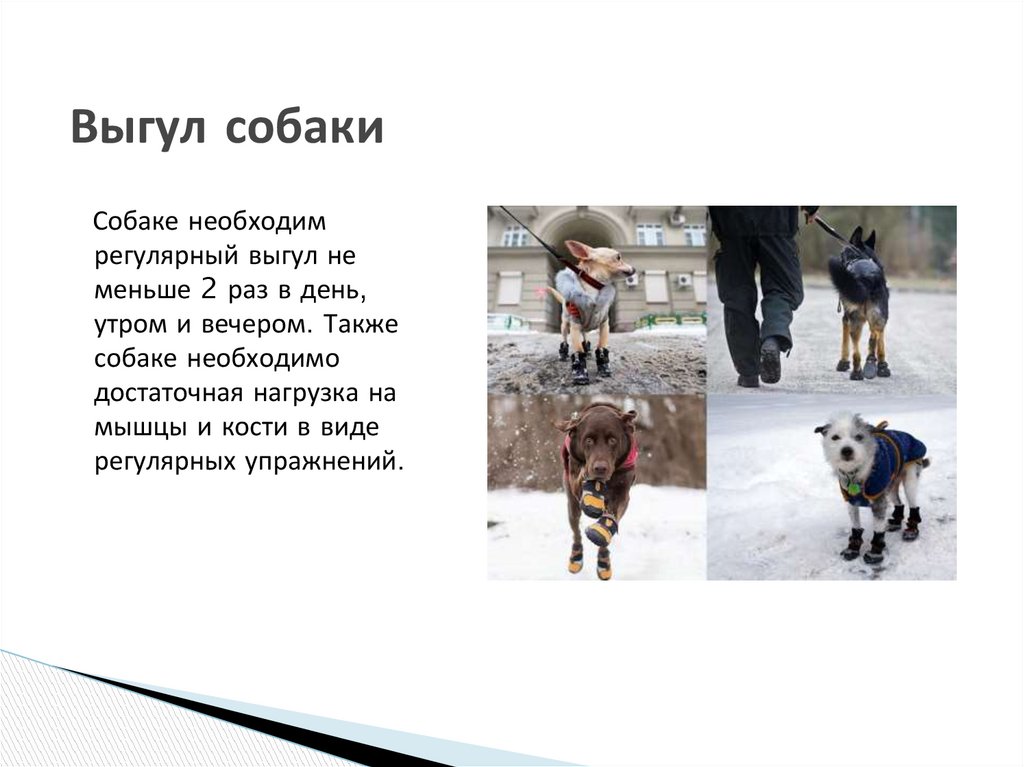 Творческий проект «Собака и человек» - презентация онлайн