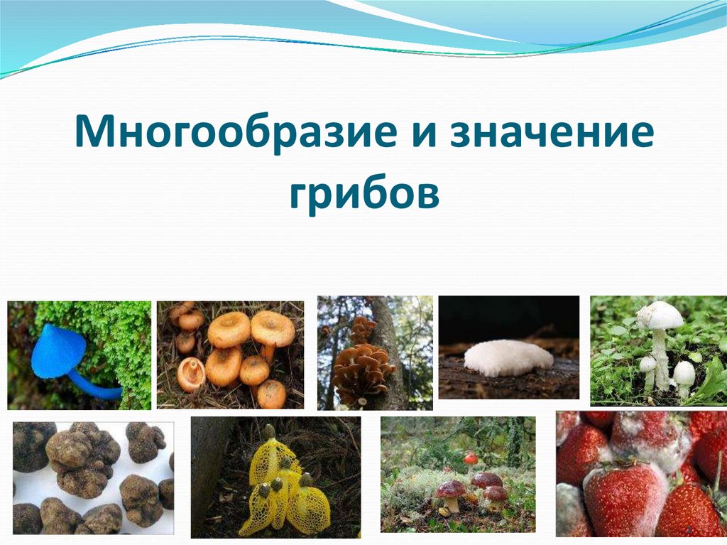 Многообразие и значение грибов 5 класс презентация