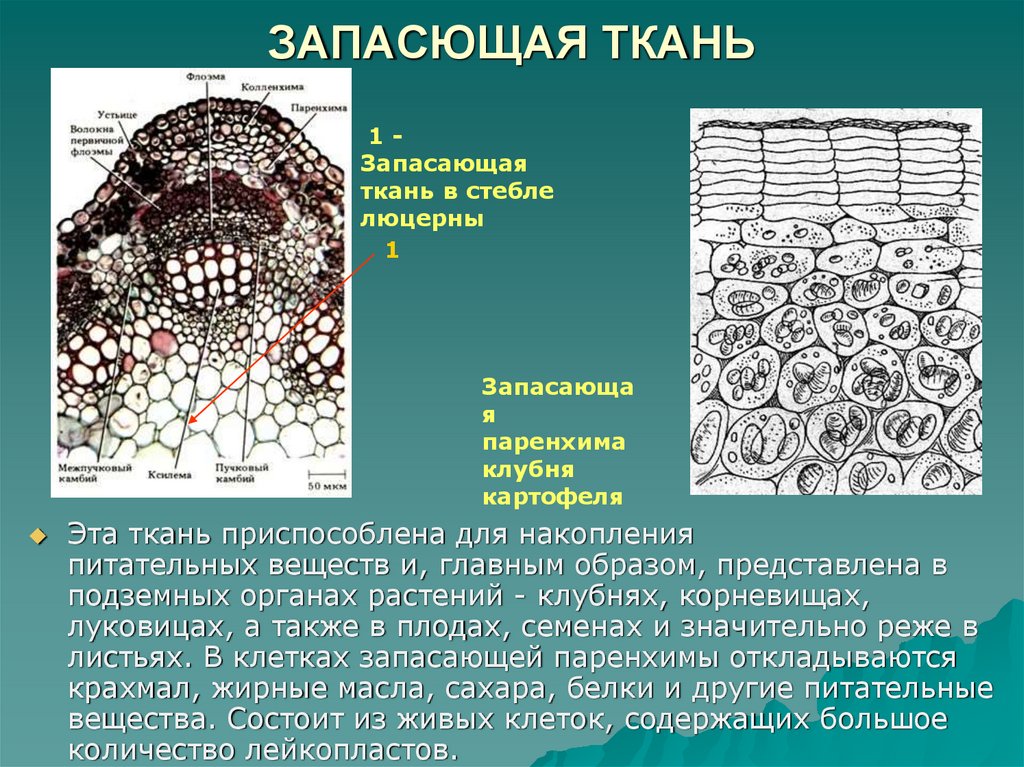 Какую функцию выполняет покровная ткань у растений. Ассимилирующая ткань растений. Растительная ткань роль в организме. Аэренхима. В запасных тканях растений содержатся.