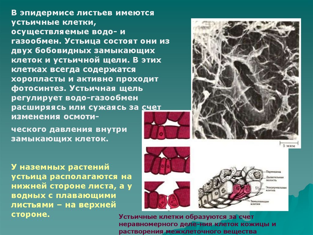 Клетка осуществляет. Бобовидные клетки. Клетки бобовидной формы. Устьичная щель какая ткань. Устьичный комплекс состоит из.