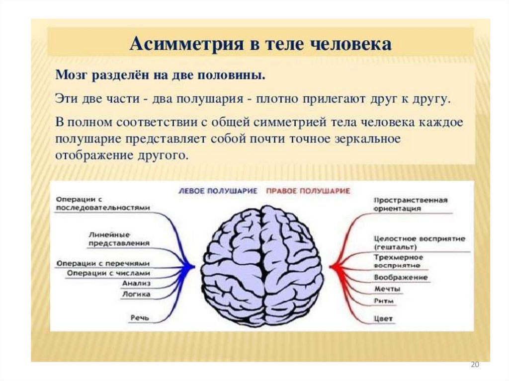 Характеристика полушарий мозга. Асимметрия полушарий мозга. Мозг разделен на два полушария. Левое полушарие мозга. Функциональная асимметрия полушарий мозга.