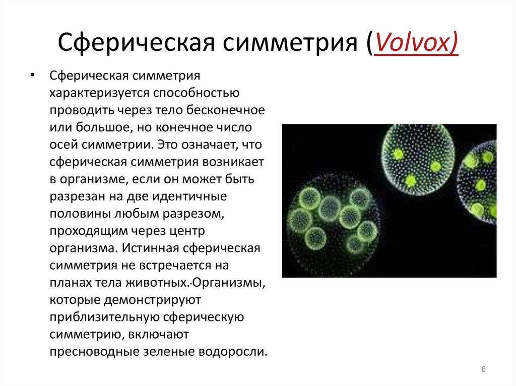 Вольвокс относится к. Вольвокс шаровидный. Сферическая симметрия. Партеногонидии вольвокса. Вольвокс строение.