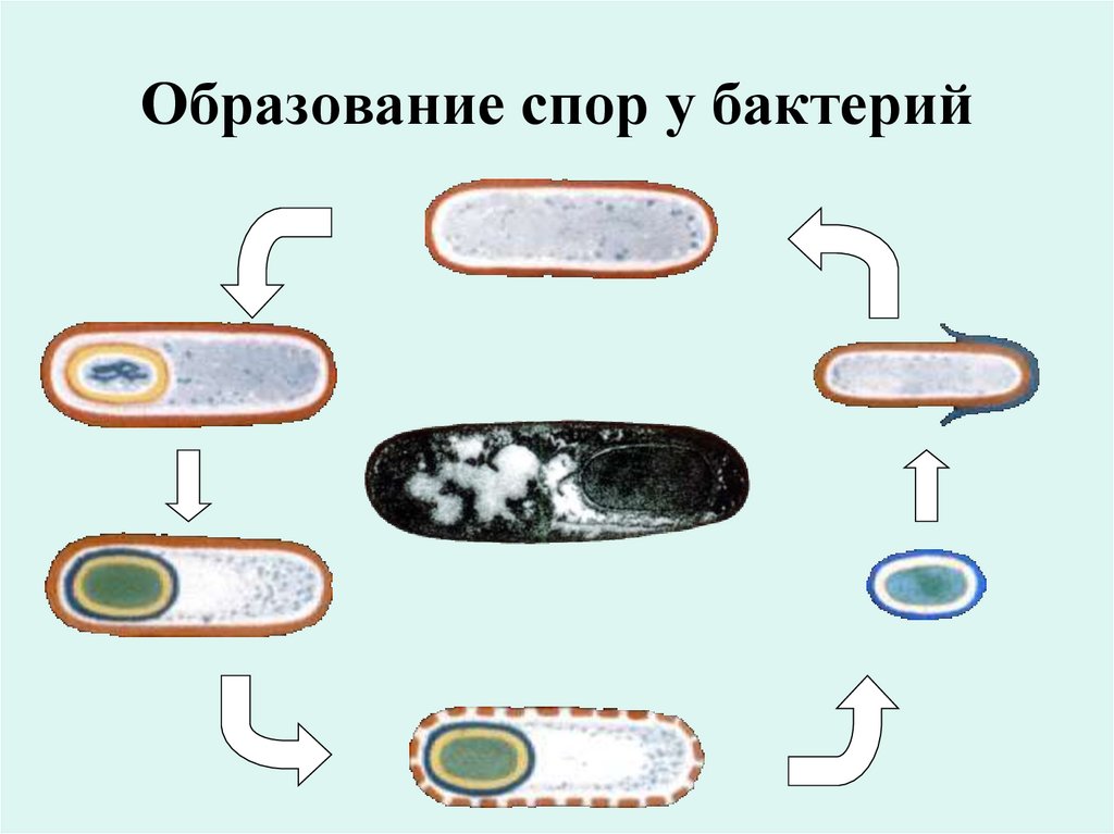 Споры бактерий 5 класс
