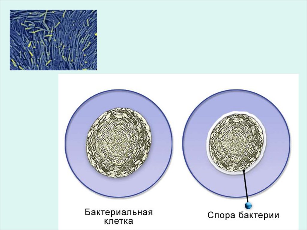 Спора специализированная клетка. Споры бактерий. Спора бактерии. Как выглядят споры бактерий. Спора бактерий это в биологии.