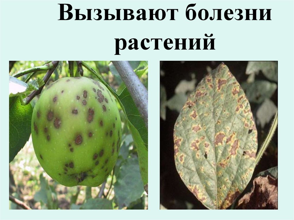 Определение болезней растений. Заболевания растений. Бактериальные заболевания растений. Распространенные болезни растений. Заболевания растений вызванные бактериями.