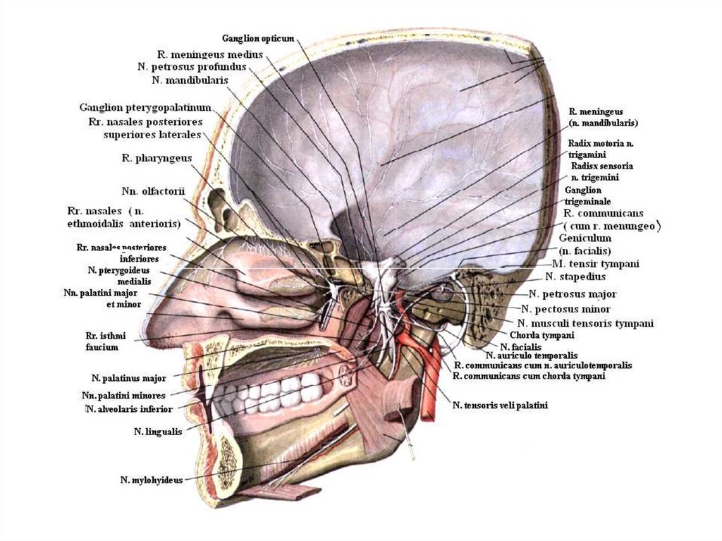 Укажите черепной нерв. Анатомия головы человека тройничный нерв. Анатомия черепа Сагиттальный срез. Анатомия черепа атлас Синельникова. Атлас анатомии человека Синельникова том 4.