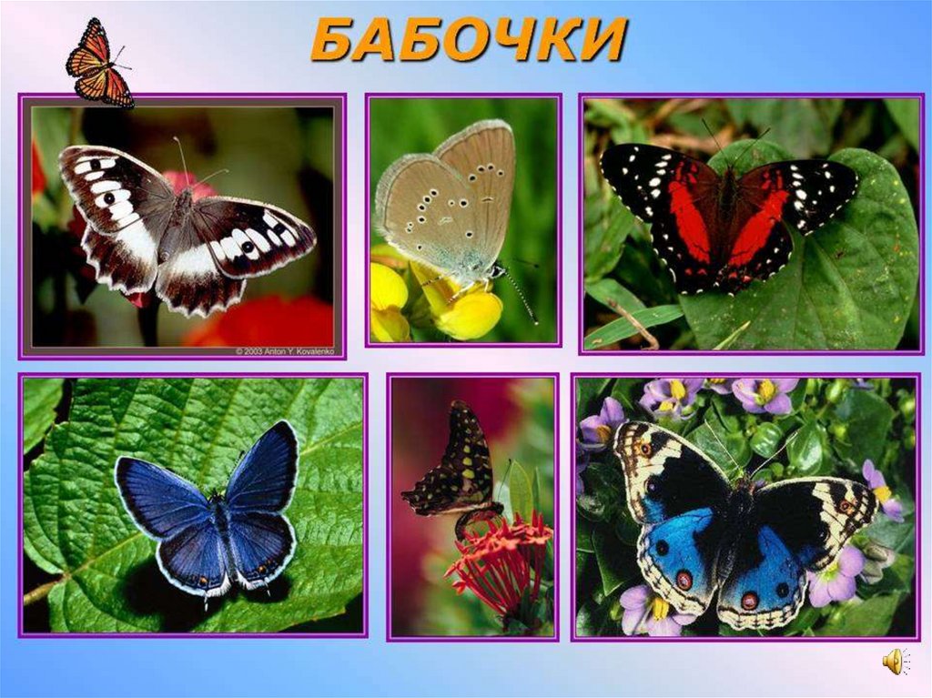 Бабочки картинки окружающий мир. Бабочки для презентации. Бабочки окружающий мир. Тема бабочки.