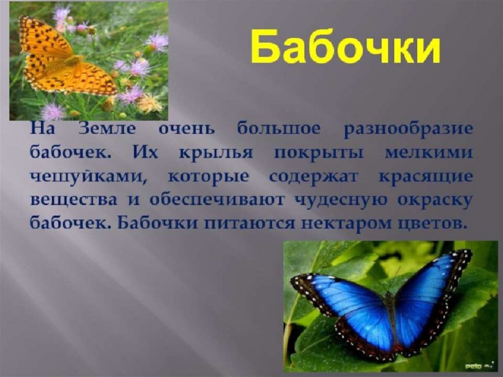 Текст описания бабочки
