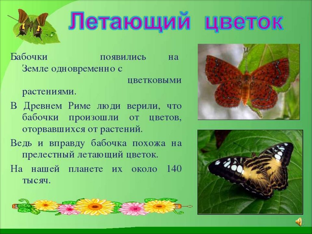 Сведения о бабочках окружающий мир. Рассказ о бабочке. Бабочки для презентации для детей. Сообщение о бабочке.