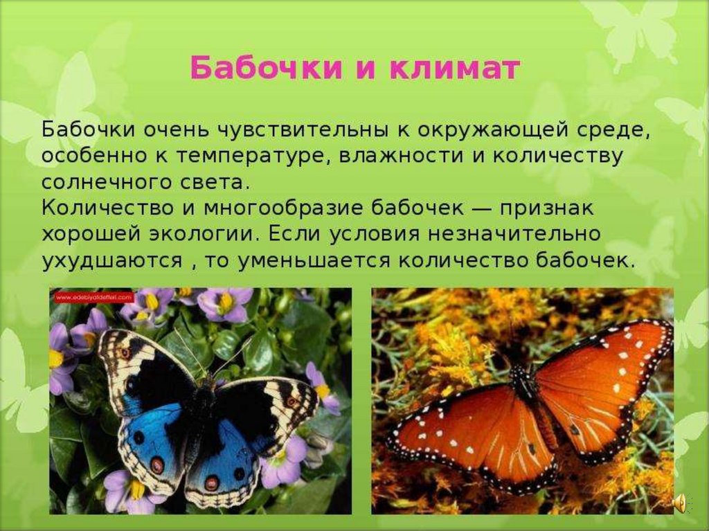 Сообщение первые бабочки 2 класс окружающий мир. Интересные бабочки. Бабочки для презентации. Проект про бабочек. Интересные факты о бабочках.