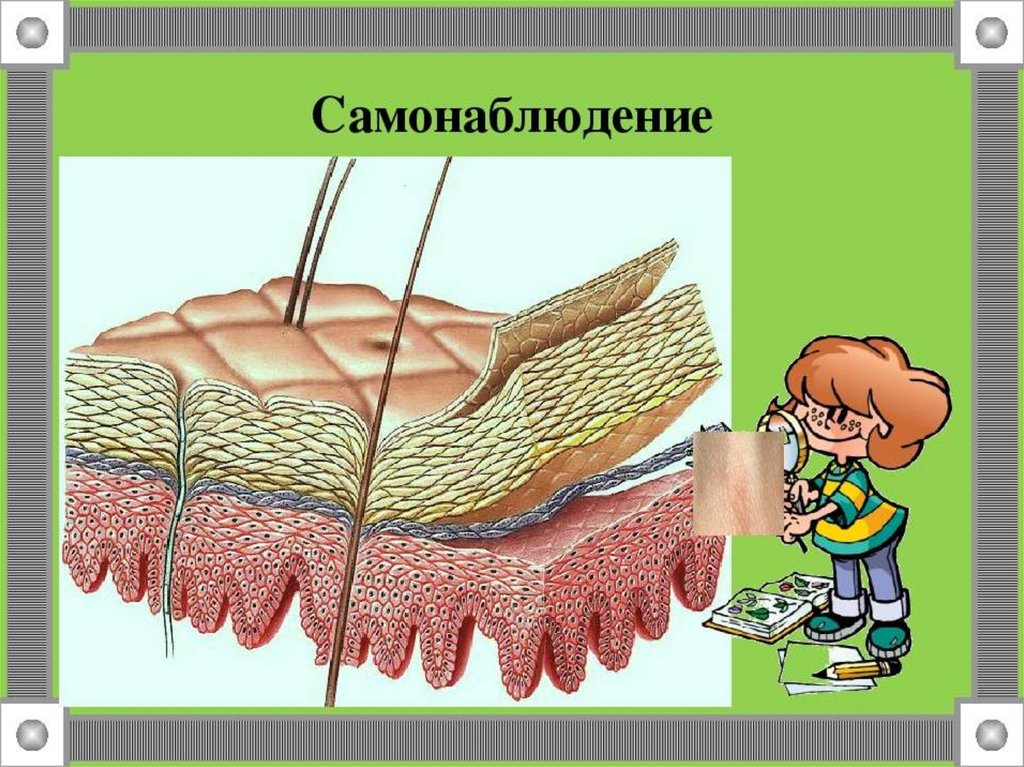 Строение кожи картинки для презентации