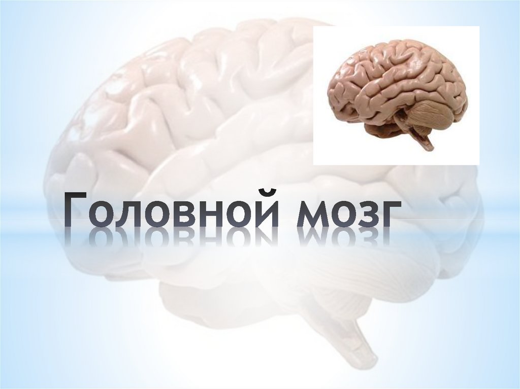Купи мозги 2. Encefalon мозг. Мозг презентация для презентации.