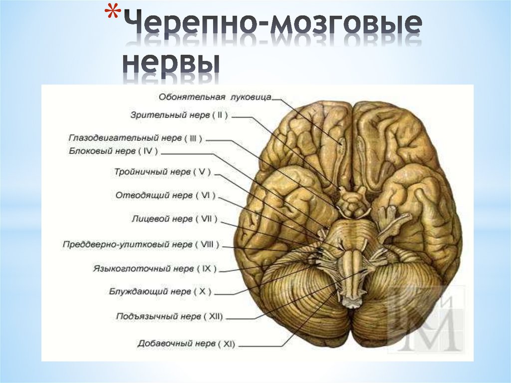 Черепной мозг. Головной мозг Черепные нервы анатомия. Выход 12 пар черепных нервов. Стих для запоминания черепных нервов. 1ый Черепные нервы.