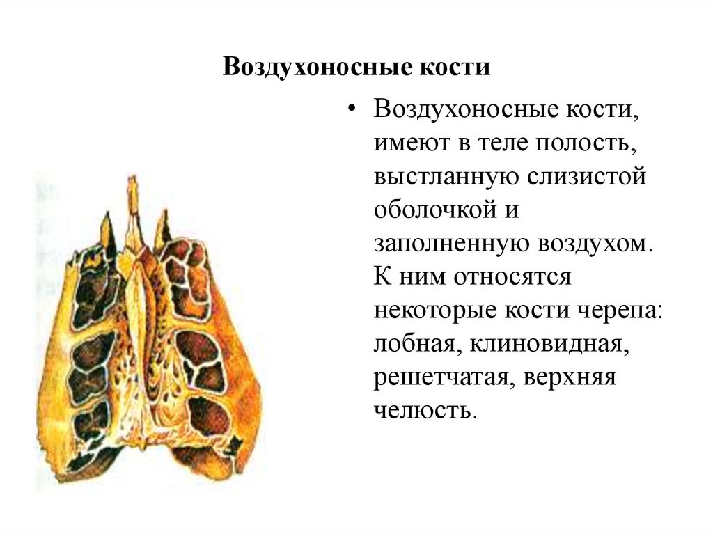 Хорошо развита воздухоносная ткань