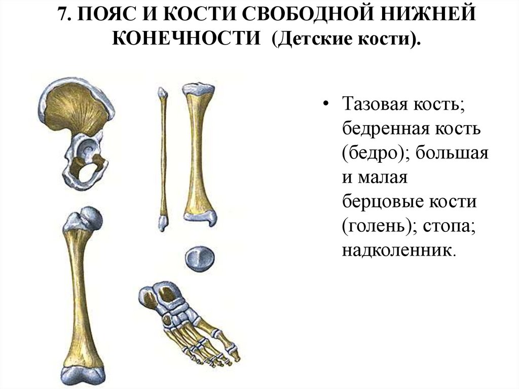 2 кости свободной нижней конечности