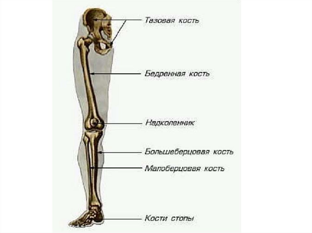Найдите и назовите отделы свободной конечности. Скелет свободной нижней конечности бедренная кость строение. Кости нижних конечностей человека анатомия. Строение нижних конечностей анатомия. Отделы скелета нижней конечности анатомия.