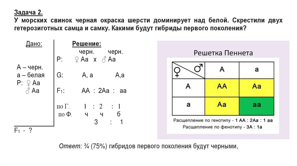 Первый и второй закон менделя моногибридное скрещивание