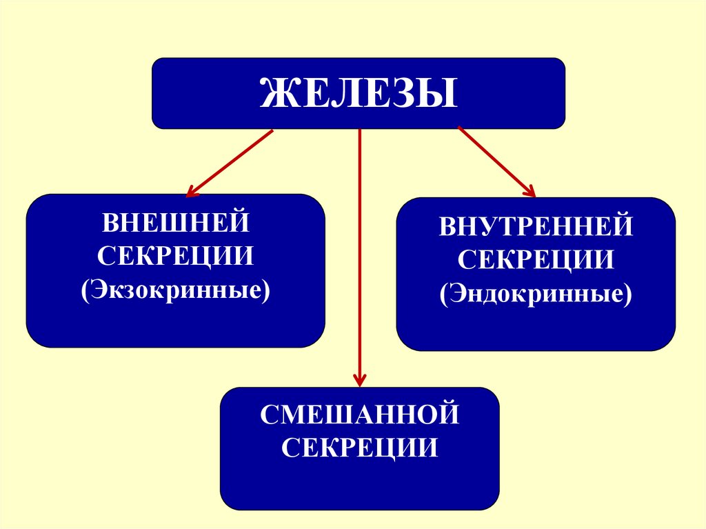 Железы внешней секреции это. Эндокринная и экзокринная система. Экзокринные и эндокринные железы таблица.