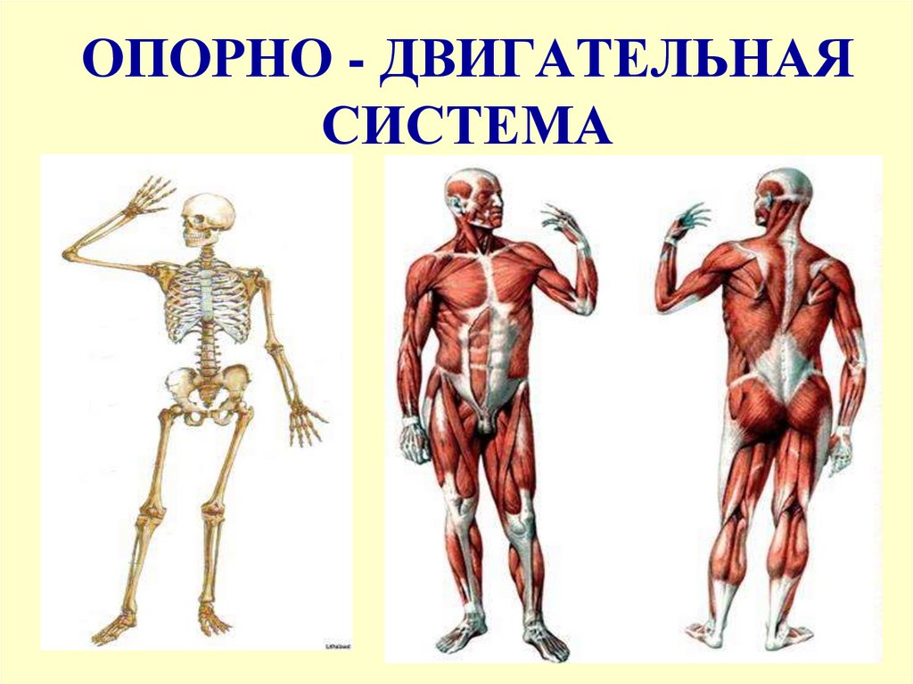 Опорно двигательная система 4 класс окружающий мир. Опорно двигательная система. Общий обзор организма человека. Опорно-двигательная система задания. Опорно-двигательная система животных.