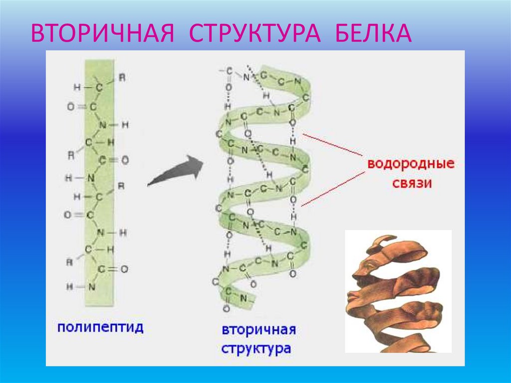 Вторичный белок примеры. Альфа спираль вторичной структуры белка. Водородные связи во вторичной структуре белка. Бета спираль вторичной структуры белка. Вторичная структура белка спираль.