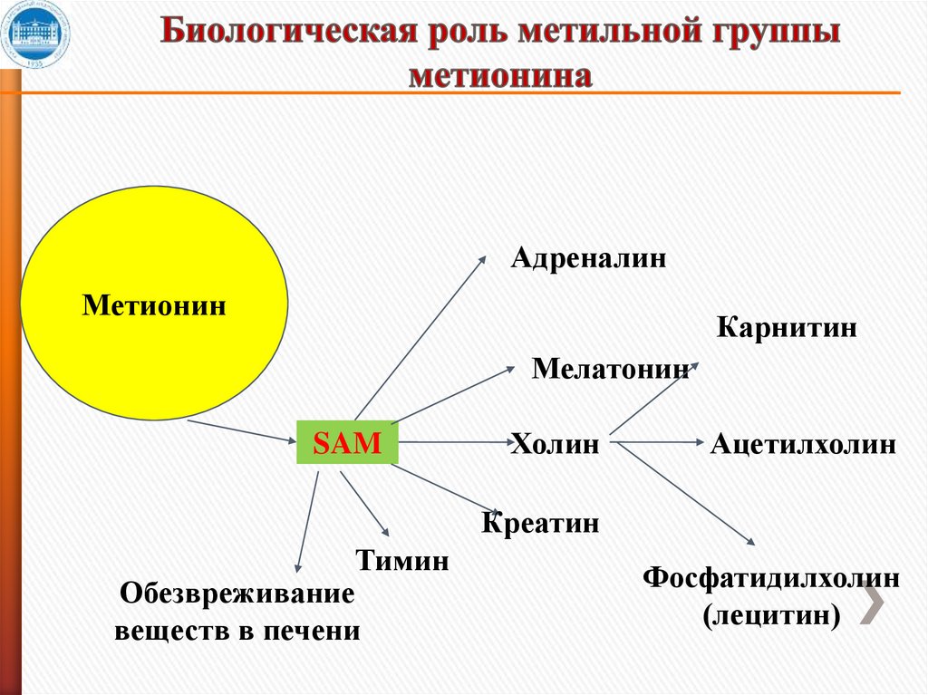 Пути обмена. Биологическая роль цистеина. Аденозилгомоцистеин. Частные пути обмена пролина. Синтез таурина.
