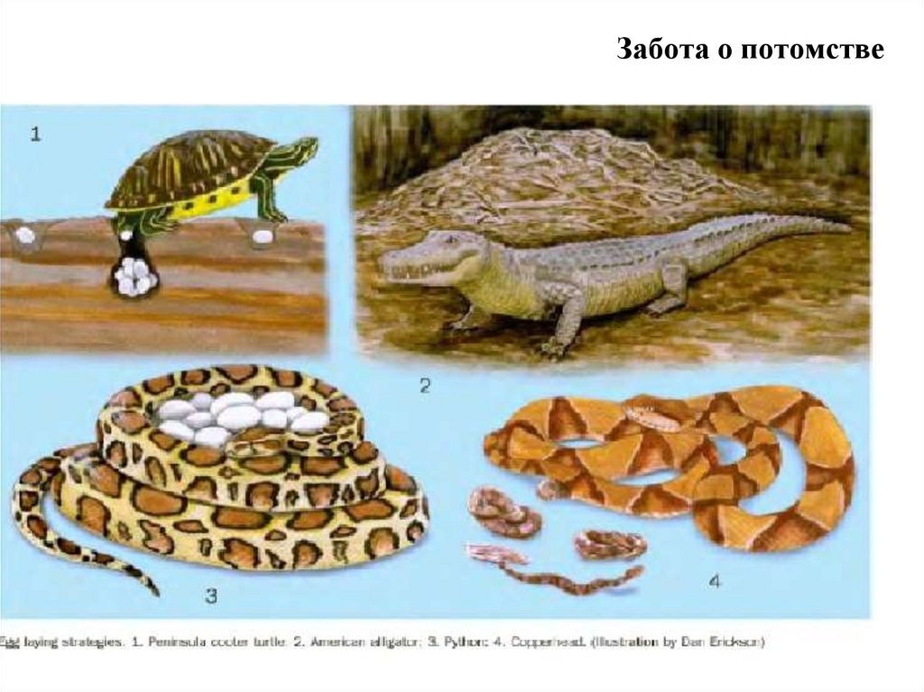 Признаки характерные для ящериц змей и черепах. Ящерицы змеи черепахи. Черепаха и ящерица. Крокодил черепаха змея это. Пресмыкающиеся черепаха змеи ящеры крокодилообразные.