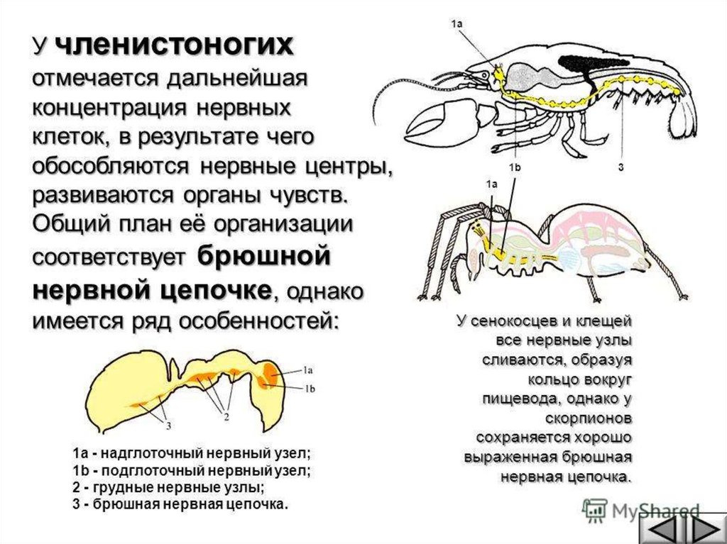 Рак брюшная нервная цепочка. Схема нервной системы членистоногих. Тип Членистоногие нервная система. Нервная система и органы чувств членистоногих. Нервная система членич.
