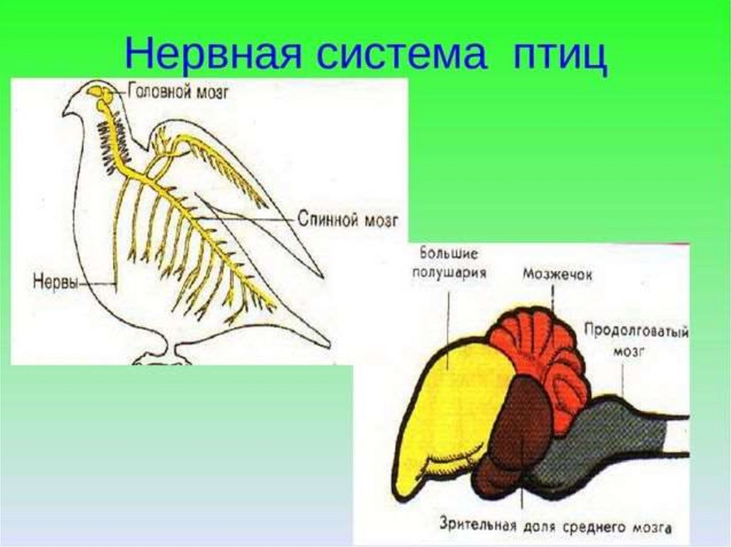 Особенности строения внутренних органов птиц. Нервная система птиц 7 класс. Нервная система птиц схема. Строение нервной системы птиц. Нервная система птиц схема 7 класс.