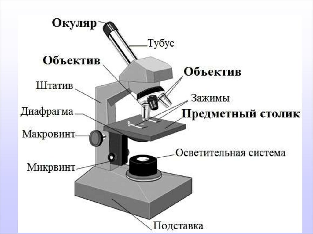 Схема устройства светового микроскопа