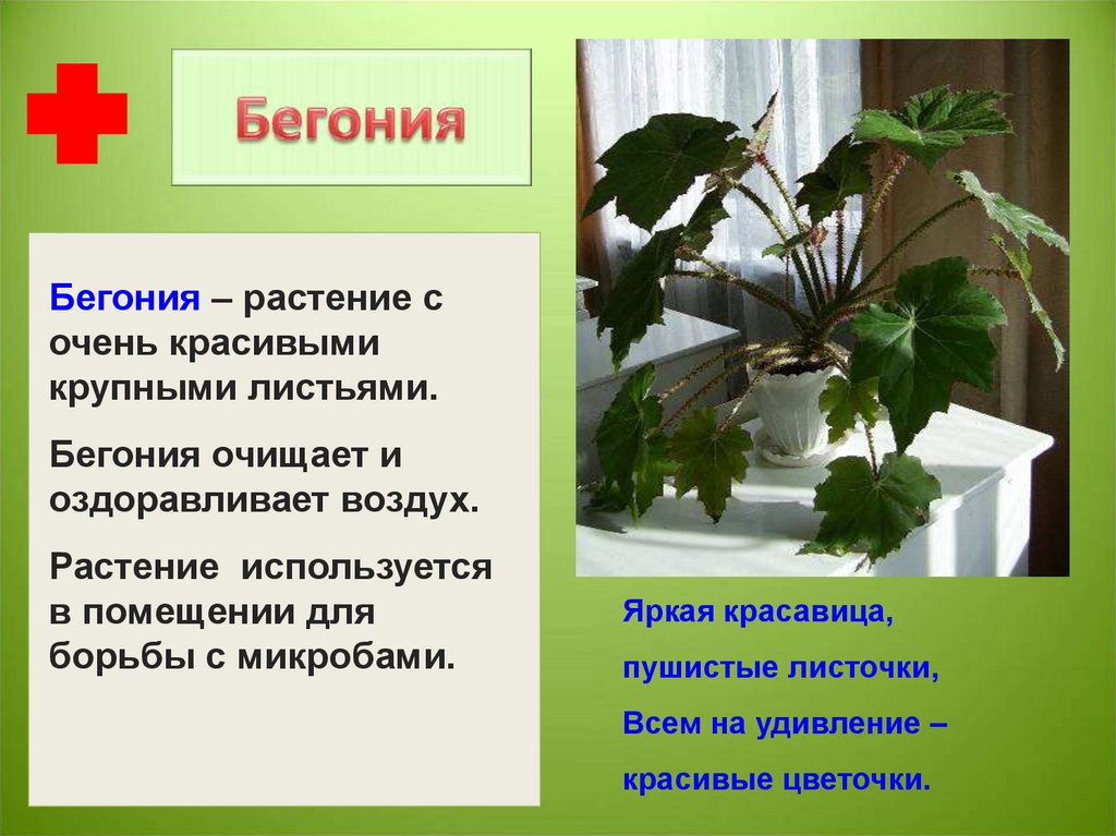 Описание бегонии комнатной. Бегония характеристика растения. Бегония крапчатая суеверия. Бегония комнатная описание растения. Описание цветка бегонии.