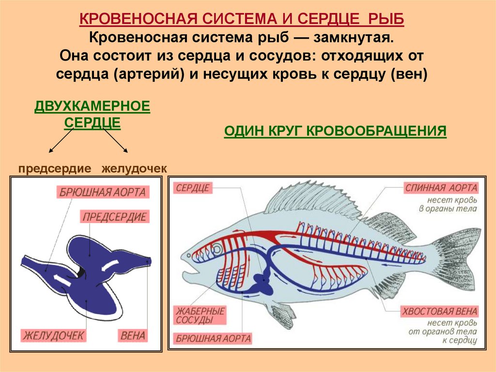 Двухкамерное сердце состоит. Класс рыбы кровеносная система таблица. Кровеносная система рыб схема 7 класс. Строение кровеносной системы и сердца рыбы схема. Строение кровеносной системы рыб строение.