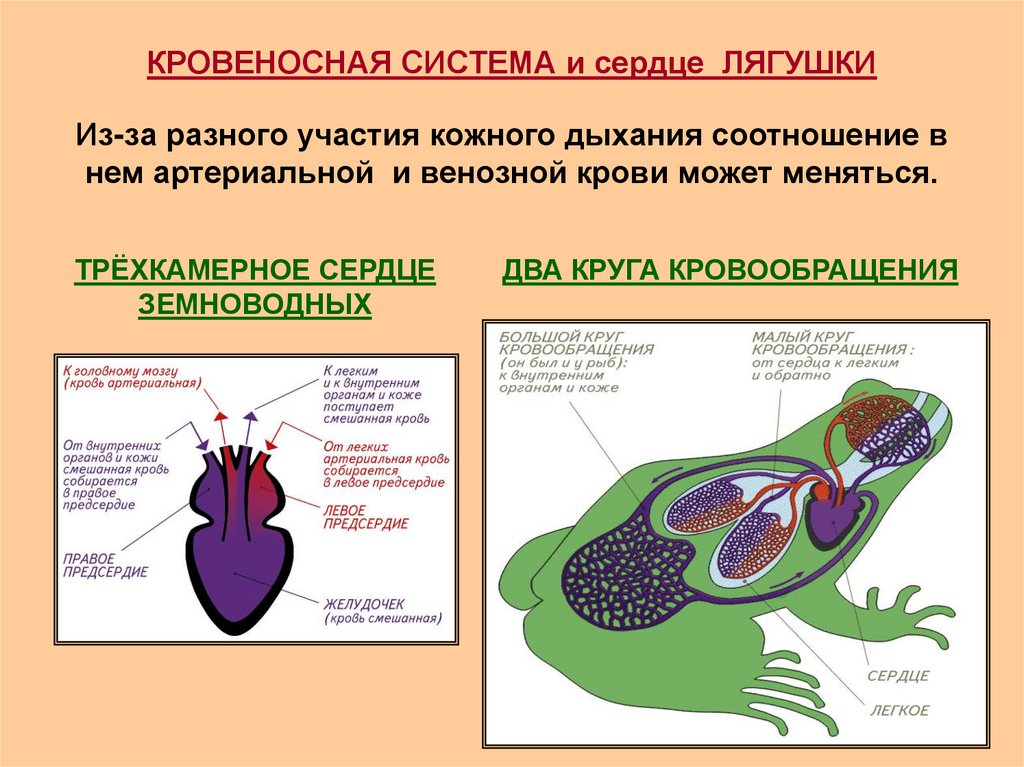 В желудочке земноводных находится. Строение сердца земноводных. Строение сердца лягушки. У Жабы трехкамерное сердце. Строение сердца амфибий.
