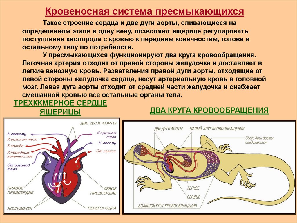 Отделы сердца пресмыкающиеся. Система кровообращения пресмыкающихся. Строение систем органов у рептилий кровеносная. Пресмыкающиеся кровеносная система круги кровообращения. Тип кровеносной системы у пресмыкающихся.