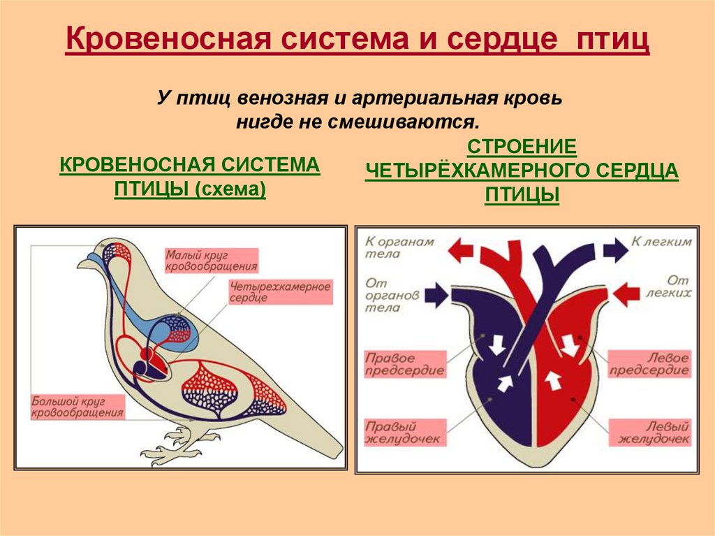 Схема кровообращения птиц. Кровеносная система птиц. Сердце птиц. Тип кровеносной системы у птиц.