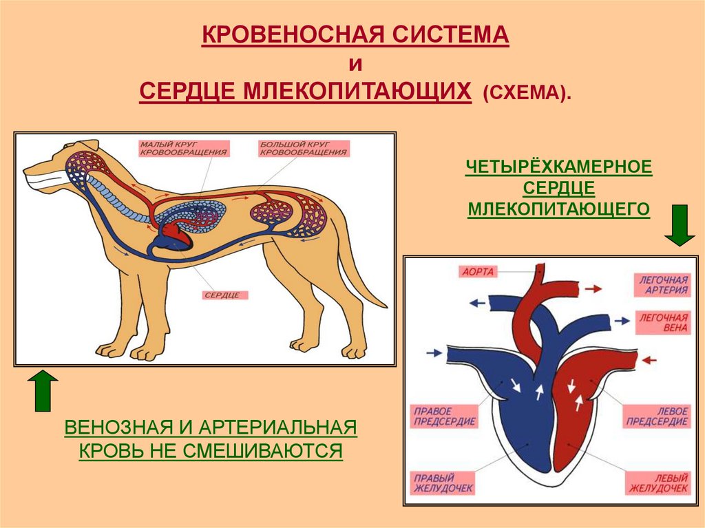 У каких животных четырехкамерное. Схема строения сердца и кровеносной системы млекопитающих. Кровеносная система млекопитающих 7 класс биология. Кровеносная система собаки биология 7 класс. Кровеносная система млекопитающих схема биология 7.