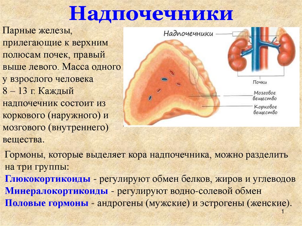 Парной железой является. Надпочечники являются парными железами надпочечники. Надпочечники парный железистый орган. Что возникает при гипофункции надпочечников.