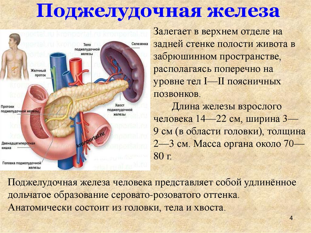 Эндокринная система - презентация онлайн