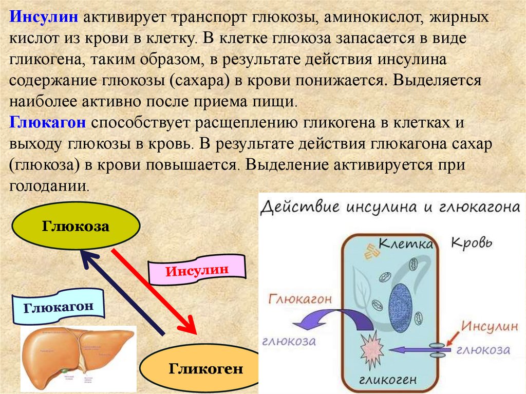Эндокринная система - презентация онлайн