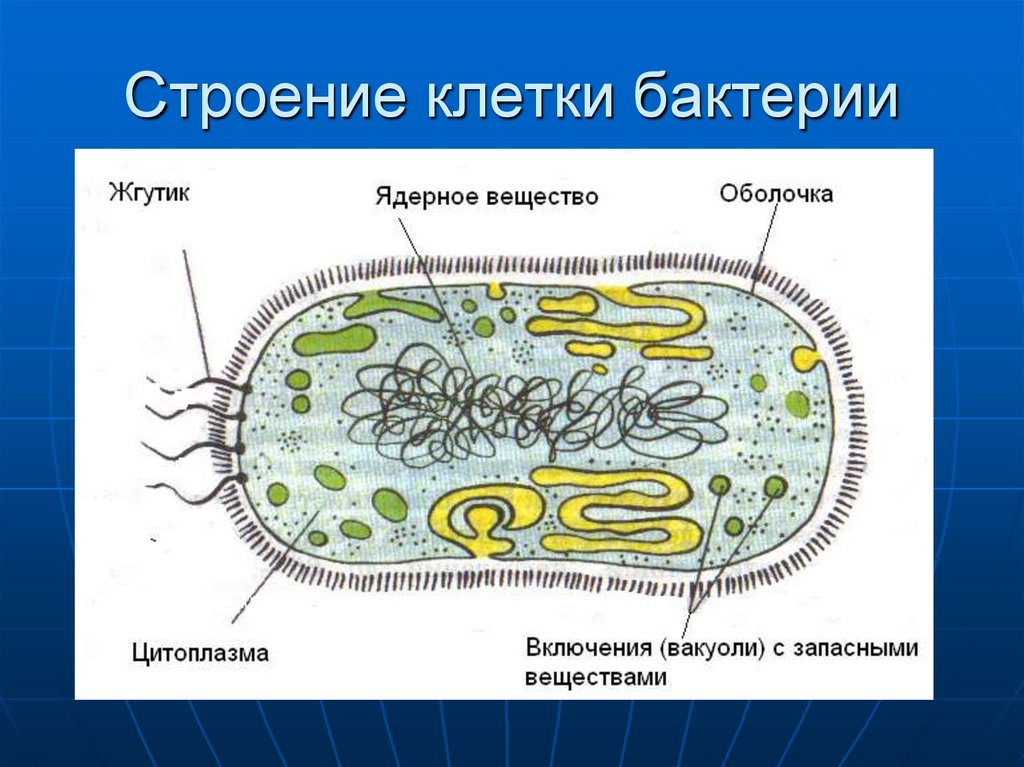 Прокариот схема. Строение бактериальной клетки прокариот. Строение клетки прокариот бактерии. Строение бактерии прокариот. Строение прокариотических клеток.