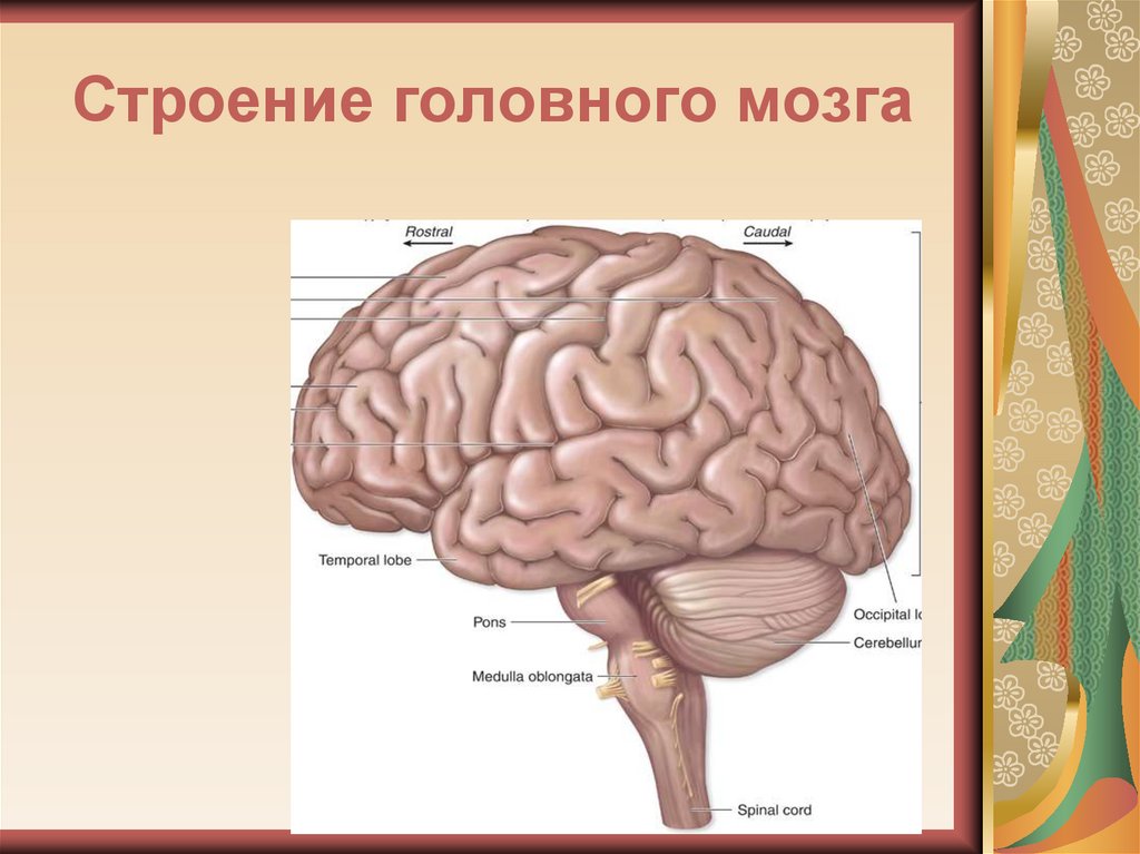 Головной мозг 7 класс. Строение человеческого мозга. Рис 80 структуры головного мозга. Строение мозга человека анатомия. Рис 80 отделы головного мозга.