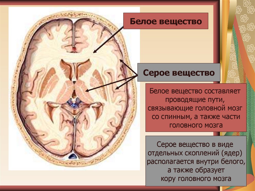 Какую функцию выполняет серое вещество мозга. Мозг в разрезе серое и белое вещество. Распределение серого и белого вещества в головном мозге. Белое вещество. Белое вещество головного мозга анатомия.